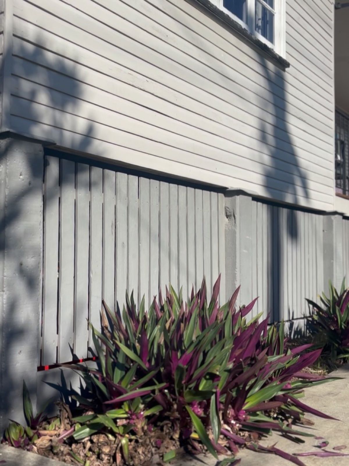 Garden bed beside a grey weatherboard house planted with purple oyster plants
